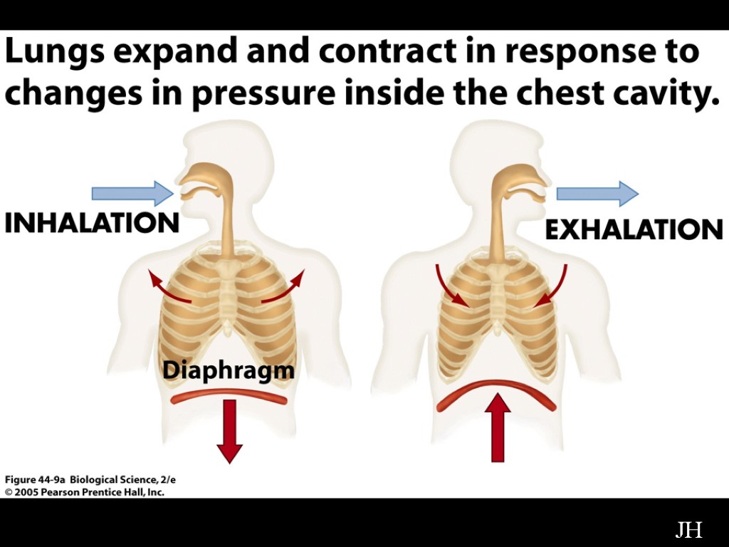 Diagram of Diaphragm JH